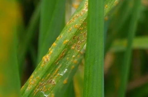 苯甲.丙环唑：杀菌效果显著