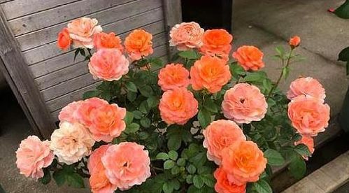 混合基质，给花草Zuo个窝