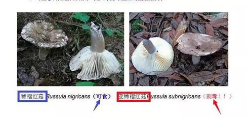 “蘑菇生长环境：湿度高、温度适宜，打造家居绿意盎然”