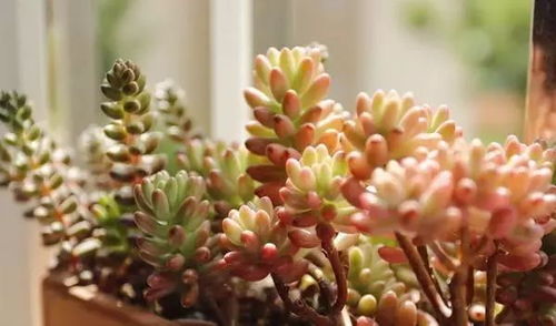 多肉植物化水怎么回事？是浇水过多还是病虫害