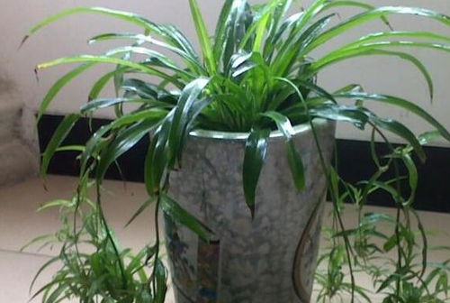 马蹄金种植技巧
