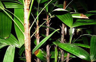 棕竹种子的播种方法