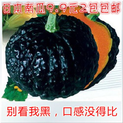 黑籽南瓜：生长快， 抗寒抗旱
