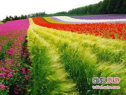 日本晚樱， 那抹春天的色彩