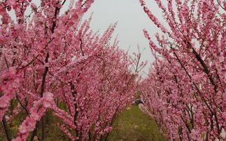 榆叶梅的生长天地