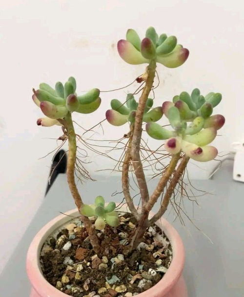 小心根系， 避免烂根