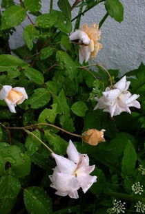 月季之美， 塞西尔布伦纳的独特风采