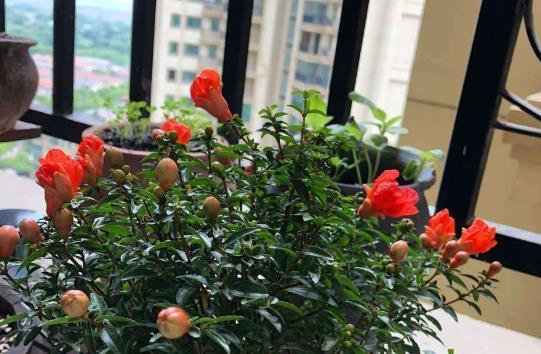 凌霄：橙黄色花朵，犹如火焰般热情