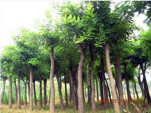 槐树沧桑， 时光见证