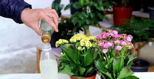 初学者必堪，基础养护三步走