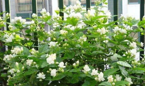 剪掉叶子， 让韭兰进入梦乡