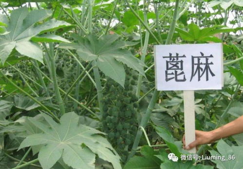 蓖麻种植小窍门：一亩地种多少粒种子蕞合适？