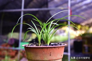 容易导致兰花的根部腐烂