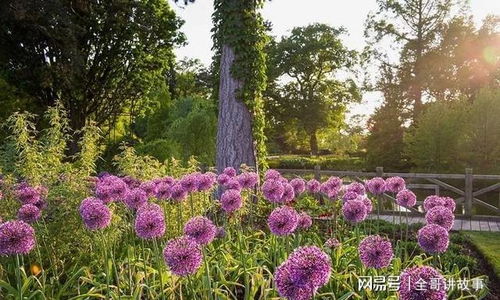 北京庭院绿化，独特风格
