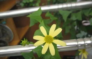 绿植的神奇魔法：三个月开花后来啊？