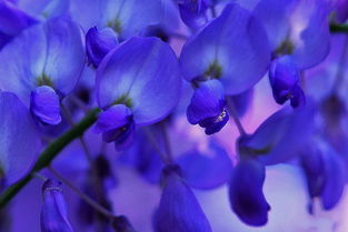 紫藤花瓣：色彩斑斓，形态各异