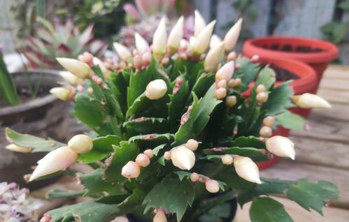 蟹爪兰用什么肥料促使它生长