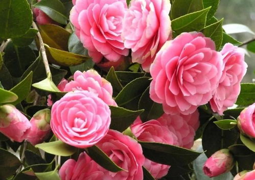 茶花种植的细节