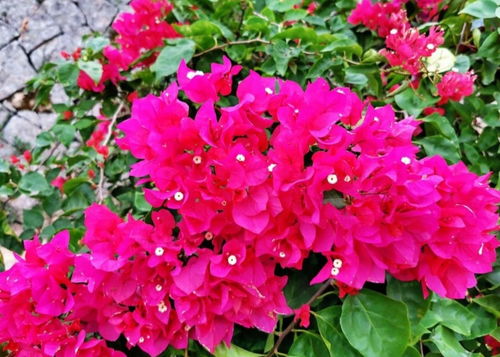 六、两广地区花卉种植前景