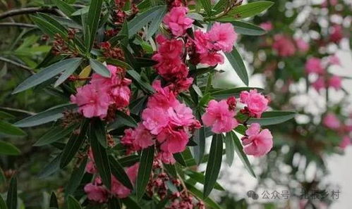 夹竹桃嫩净化空气， 但有毒