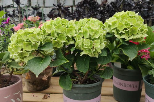 实测5种家庭常见花卉的保存经济账：