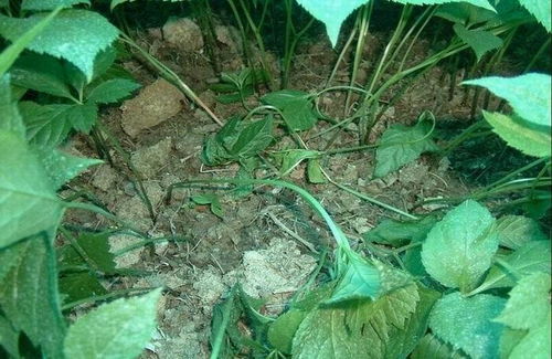 常见的人参专用农药品牌介绍