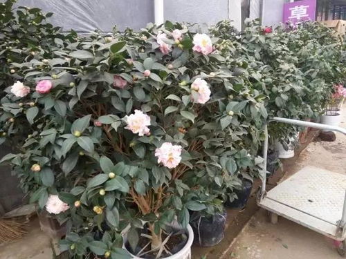 现在越来越多朋友选用网购平台买盆栽， 主要原因是价格便宜，还可依货比多家.