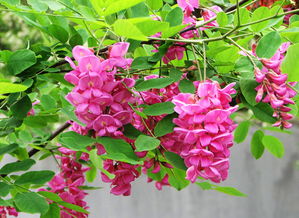 红色洋槐花能吃吗？看完这篇你就知道了
