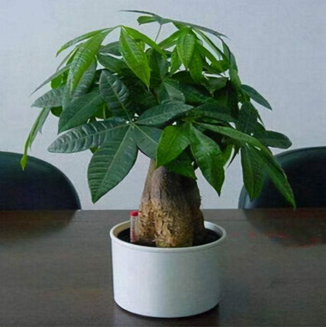 大盆还是小盆更适合种植发财树？对发财树生长有何影响