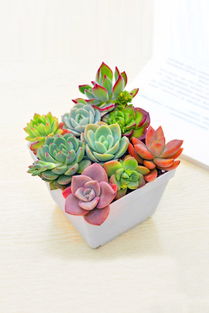 第一步：整理花卉