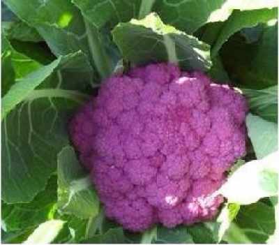 紫色菜花的特bie之处在哪里呢？