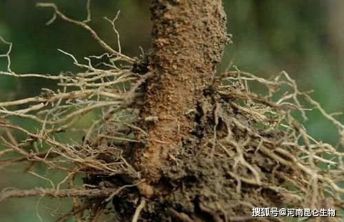 处理方法：控制浇水