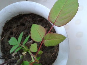 玫瑰花叶子的奥秘