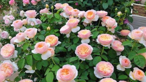 月季遭山竹狂虐，如何抢救？