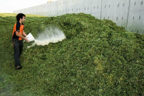 青贮发酵原理：微生物发酵植物原料