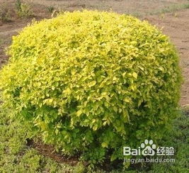 金叶榆嫁接材料与方法