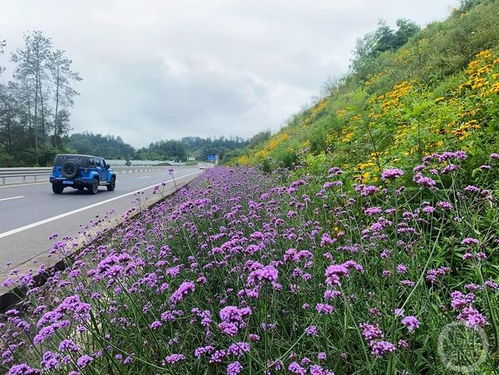 八宝景天：耐寒小嫩手