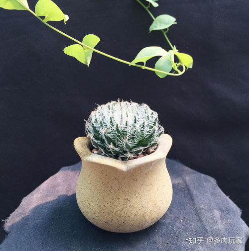 “植物如意如何种植？适合哪些土壤和光照