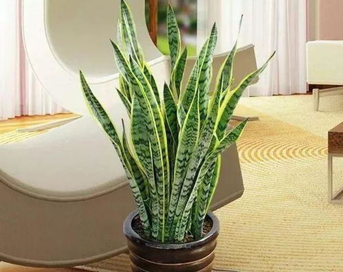 金钱兜养护入门篇