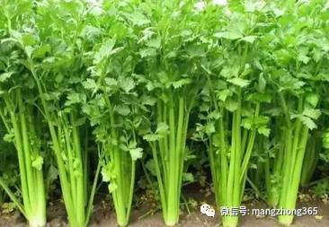 农历几月种植大蒜最适宜，以确保在十月份之前完成种植