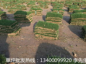 冬天草坪栽种，冻死还是生机勃勃？