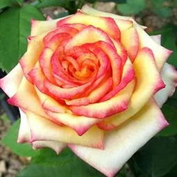 dou江堰玫瑰花溪谷， 月季花的美丽世界