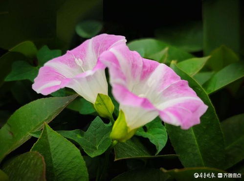 牵牛花像喇叭吗？带你看看这美丽的花儿