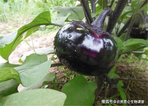 五色梅叶片发黄怎么办？有哪些有效的黄叶救治和养护技巧
