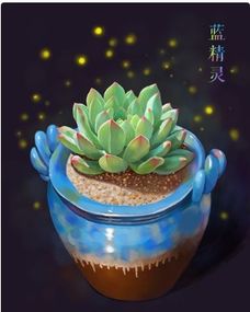 蓝苹果多肉气根长爆，养植新潮流！
