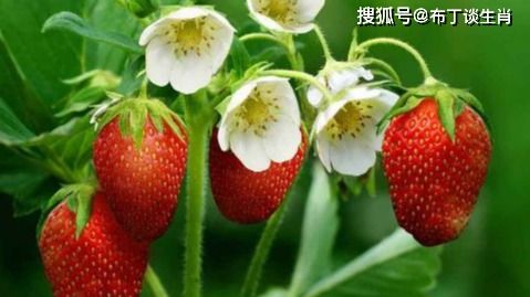学会草莓种植方法，你也能成为达人吗