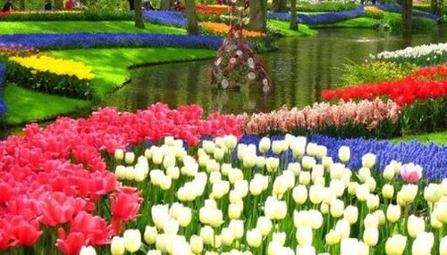 场景化种植方案