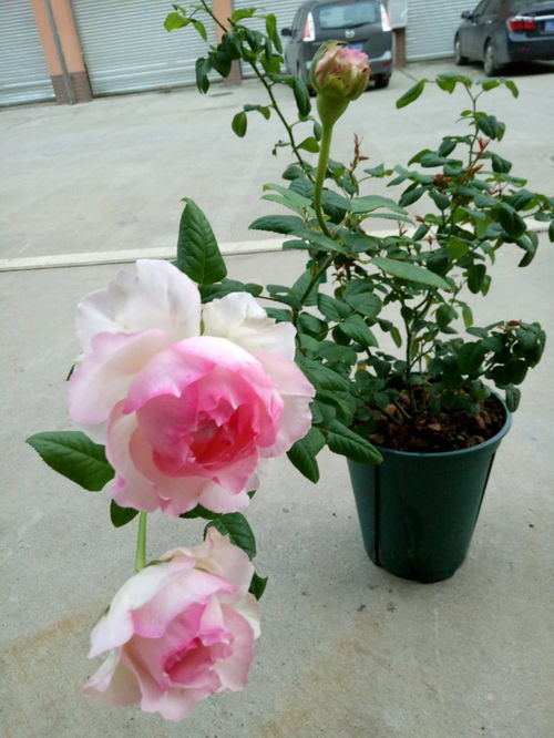 佩尔朱克月季：花开如梦，香气四溢