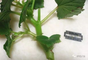 准备硬壳纸， 让茎枝穿过去