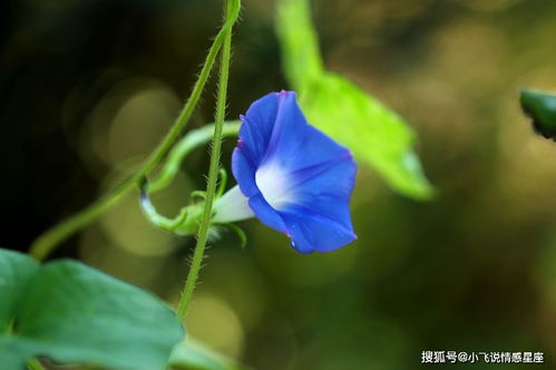 九月盛开的花有: